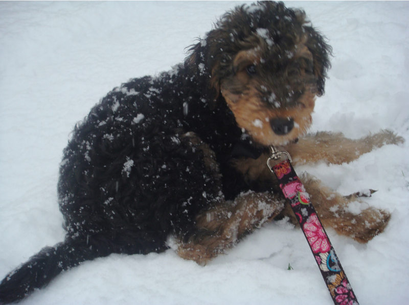 Airedale puppy playing in the snow.PNG
