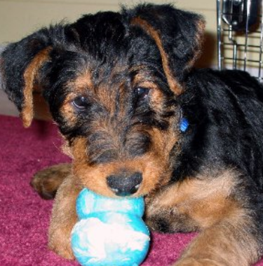 Airedale Puppy playing with its toy.PNG
