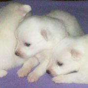 American Eskimo Puppies picture.PNG

