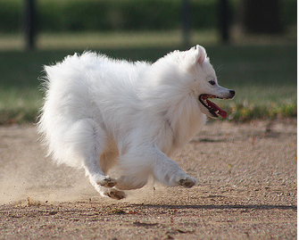 American Eskimo puppy on fast running.PNG
