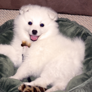American Eskimo puppy on its green dog bed photo.PNG
