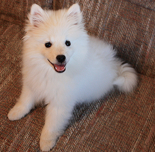 American Eskimo puppy on sofa looking up to the camera so cute.PNG

