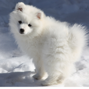American Eskimo puppy playing in snow.PNG
