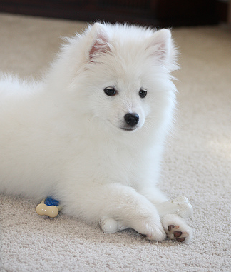Beautiful American Eskimo puppy in snow white fur.PNG
