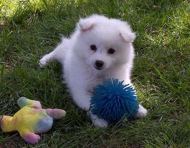 Cute American Eskimo puppy playing with its puppy toys.PNG
