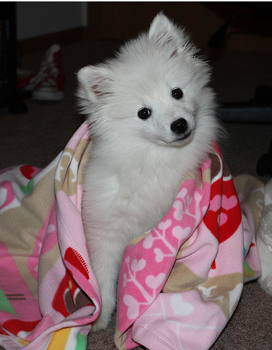 Cute American Eskimo puppy wrapped in pink blanket.PNG
