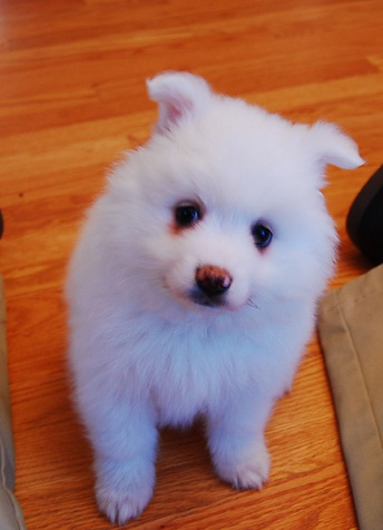 Image of American Eskimo puppy.PNG
