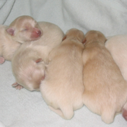 Newborn American Eskimo Puppies picture.PNG
