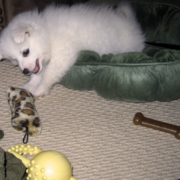 Photo of American Eskimo puppy playing with its dog toys.PNG
