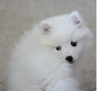 Picture of American Eskimo pup in white.PNG
