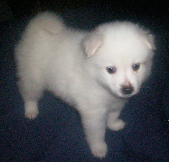 Small American Eskimo puppy images.PNG
