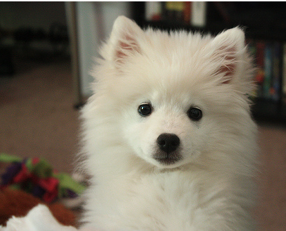 Sweet American Eskimo puppy images.PNG
