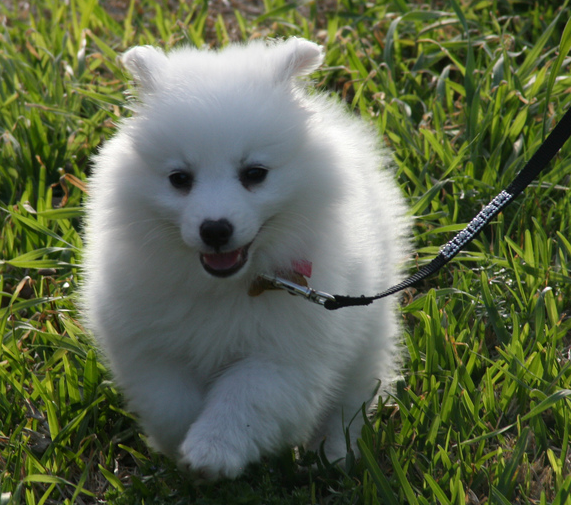 White American Eskimo puppy on a walk.PNG
