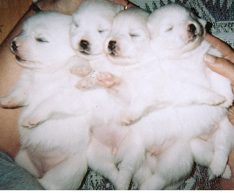 Young American Eskimo puppy breeders.PNG
