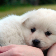 Young American Eskimo puppy photos.PNG

