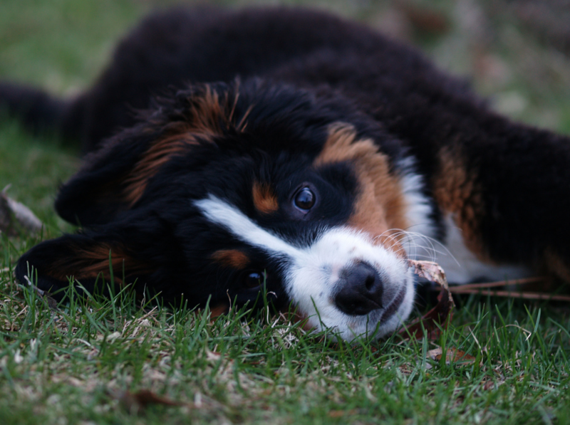 Bernese Mountain Puppy rolling on the grass.PNG
