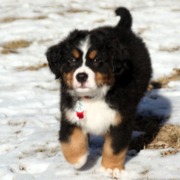 Bernese Mountain Puppy running on the snow in the sun.PNG

