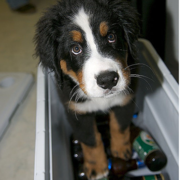 Bernese Mountain Puppy standing inside a beer cooler.PNG
