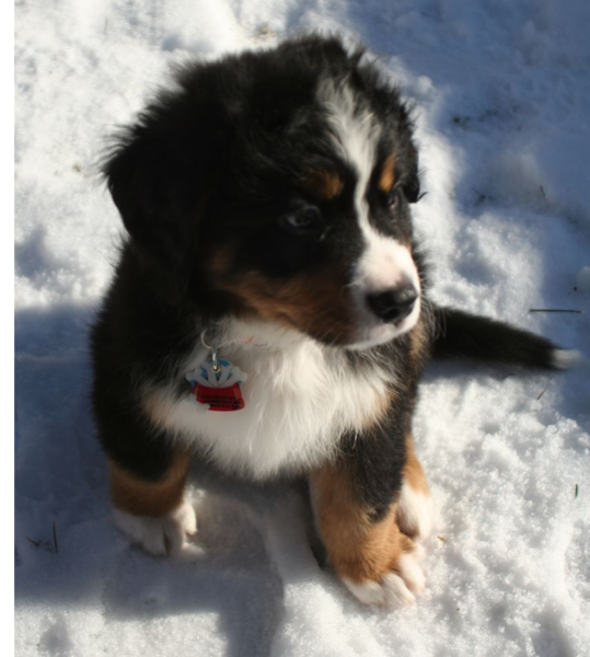 Bernese Mountain Puppy standing snow in the sun.PNG
