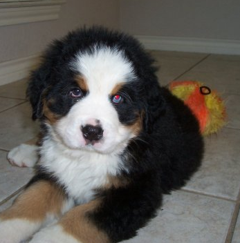 Bernese Mountain Puppy with bright color toy behind.PNG
