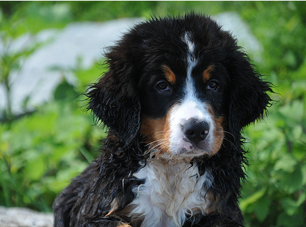 Bernese Mountain Puppy with wet fur.PNG
