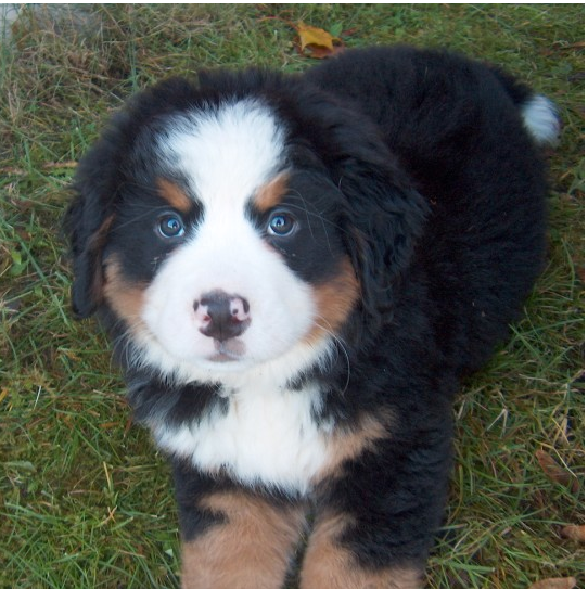 Big fury Bernese Mountain Puppy images.PNG
