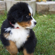 Fury Bernese Mountain Puppy running on the grass.PNG
