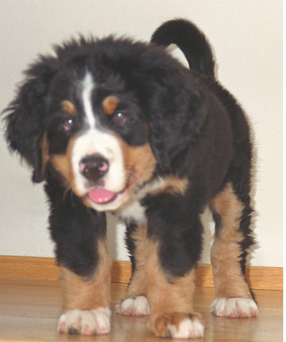 Images of Bernese Mountain Pup.PNG
