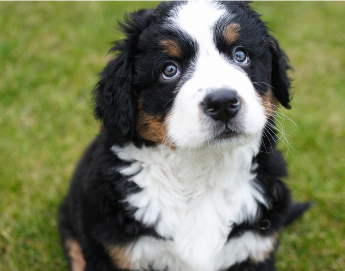 Pciture of a beautiful Bernese Mountain Puppy looking up.PNG

