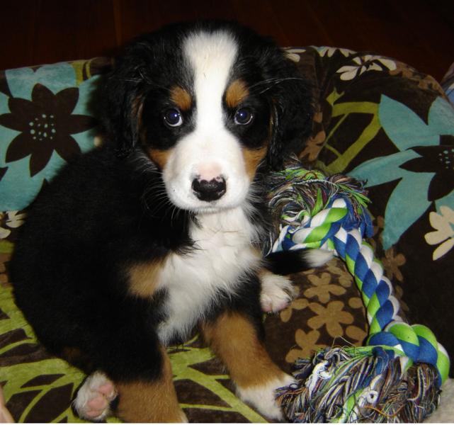 Picture of Bernese Mountain Puppy with its toy.PNG
