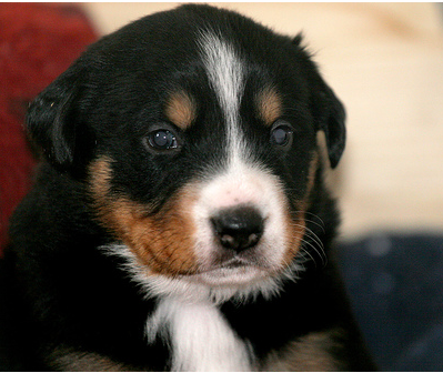 Picture of young pup bernese mountain dog.PNG
