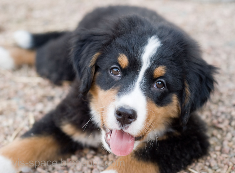 Pretty Bernese Mountain Puppy picture.PNG
