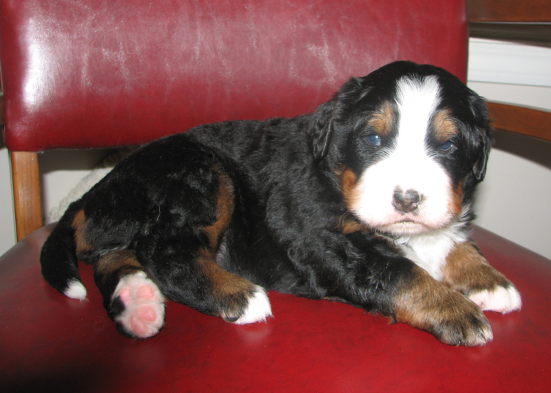 Serious looking young Bernese Mountain Puppy on a red leather chair.PNG
