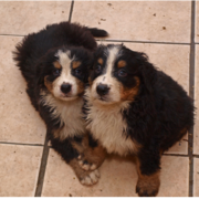 Two wet Bernese Mountain Puppies standing close to each other posting to the camera.PNG
