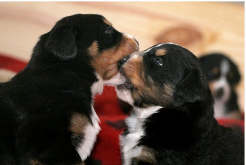 Two young Bernese Mountain Dogs Puppy playing with each other.PNG
