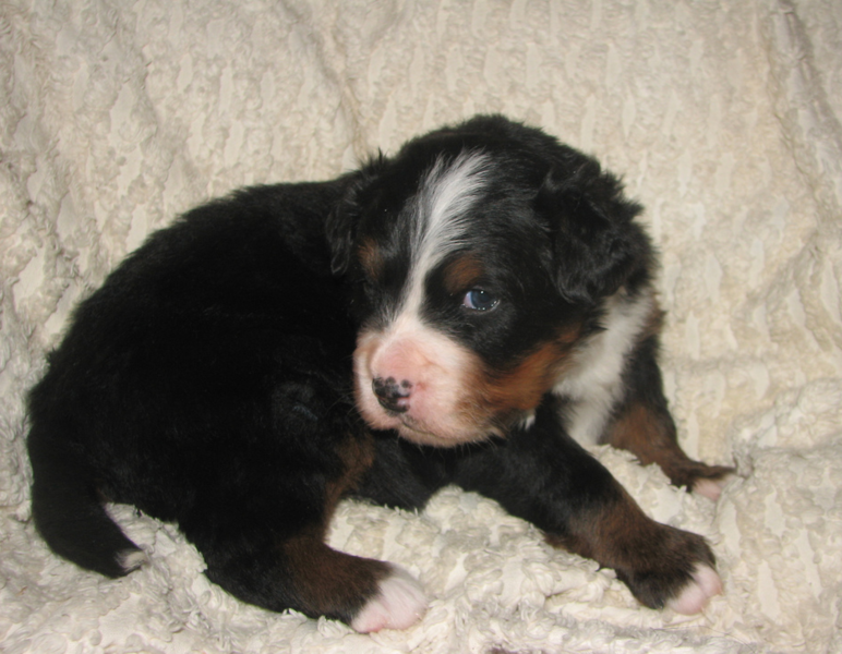 Young Bernese Mountain Pup images.PNG
