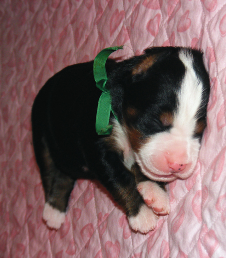 Young Bernese Mountain Puppy picture.PNG
