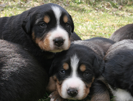 Bernese Mountain breeders.PNG
