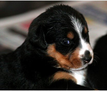 Bernese mountain dog breeder picture.PNG
