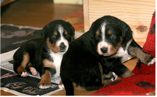 Bernese mountain dog puppies image.PNG
