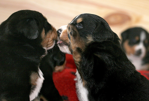 Bernese mountain dogs playing.PNG
