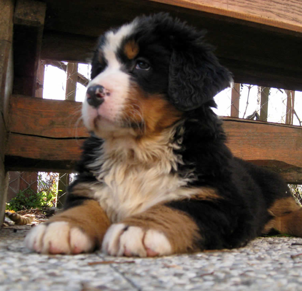 Bernese Mountain Pup in black tan and white colors.PNG
