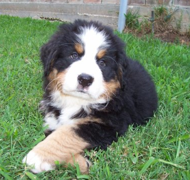 Bernese Mountain Puppy crossing legs posting to the camera.PNG
