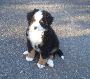 Bernese Mountain Puppy image.PNG

