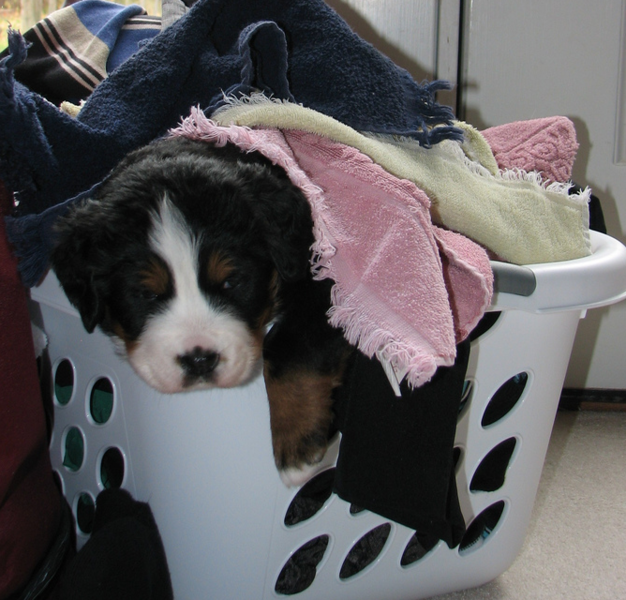 Bernese Mountain Puppy in laundry basket with full of clothes.PNG
