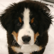 Bernese Mountain Puppy in the snow pix.PNG
