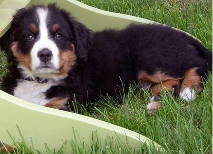 Bernese Mountain Puppy on the grass picture.PNG

