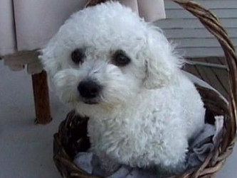 Akc bichon frise puppy in basket.PNG
