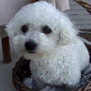 Akc bichon frise puppy in basket.PNG
