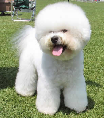 Bichon Frise French puppy pictures.PNG
